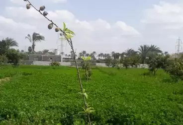 أرض زراعية للبيع
