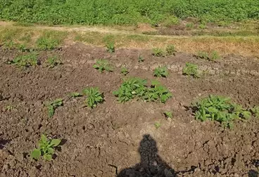 Farm For sale