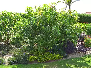 قصر للبيع - 6 غرف