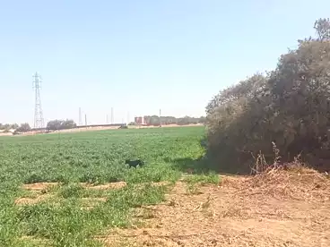 أرض زراعية للبيع