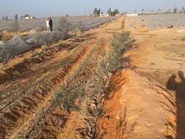 أرض زراعية للبيع