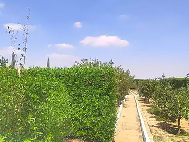 أراضي للبيع