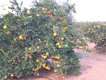 Farm For sale in Wadi El Natrun, Beheira, 2100000 sqm