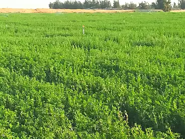 في القصاصين، الاسماعيلية، 84000 متر