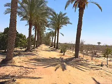 أرض زراعية للبيع في الثورة الخضراء، الشيخ زايد، 58800 متر