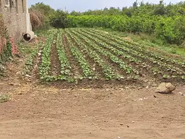 عقارات للبيع في شيوة الغربية، اجا، 150 متر