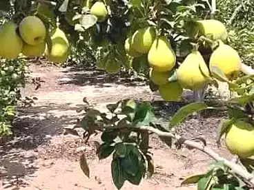 Farm For sale in El Khatatbah, El Sadat City, 504000 sqm