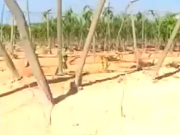 Farm For sale in New Nubariya, Beheira, 905100 sqm