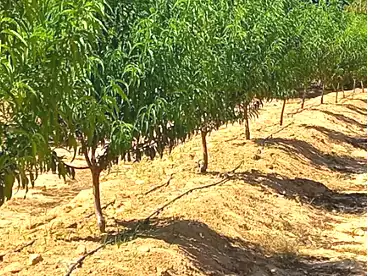 أرض زراعية للبيع في مدينة طامية، طاميه، 42000 متر