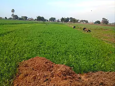 Land For sale in El Hafrya, El Barajil, 100 sqm