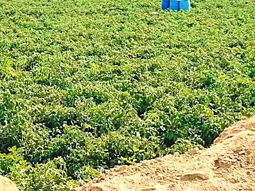 Farm For sale in El Ayat, Giza, 92400 sqm