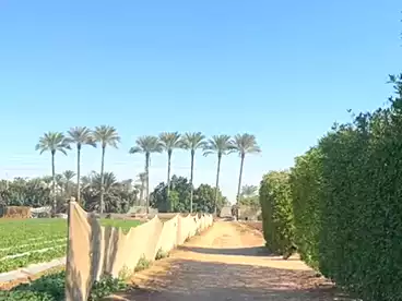 Properties For sale in El Saliba, El Mansuriyyah, 4200 sqm