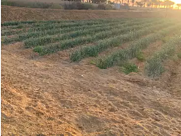 Farm For sale in Tamiyyah City, Tamiya, 71400 sqm