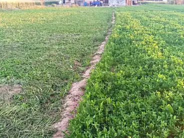 أراضي للبيع في العامرية، الاسكندرية، 4200 متر