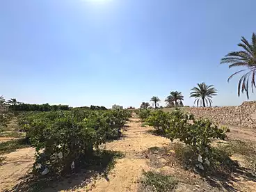 Land For sale in Line 4 South, Gamaiet Orabi, 31398 sqm