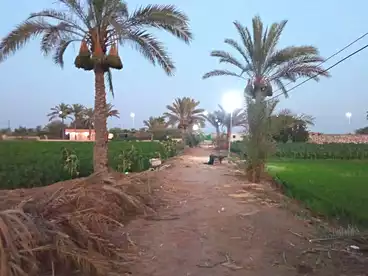 أرض زراعية للبيع في مدينة 15 مايو، جمصه، 126000 متر