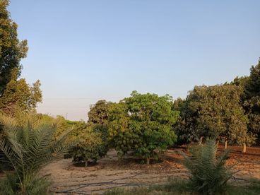 listing-image