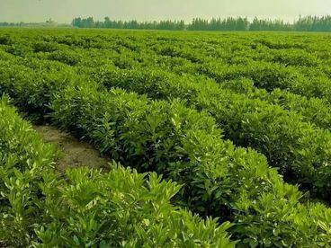 مزرعةفدان ملك عقد خالص الثمن وحيازة زراعية 25 فدان عنب كريمسون 6 سنوا