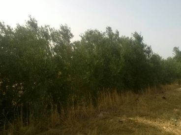 listing-image