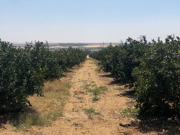 listing-image