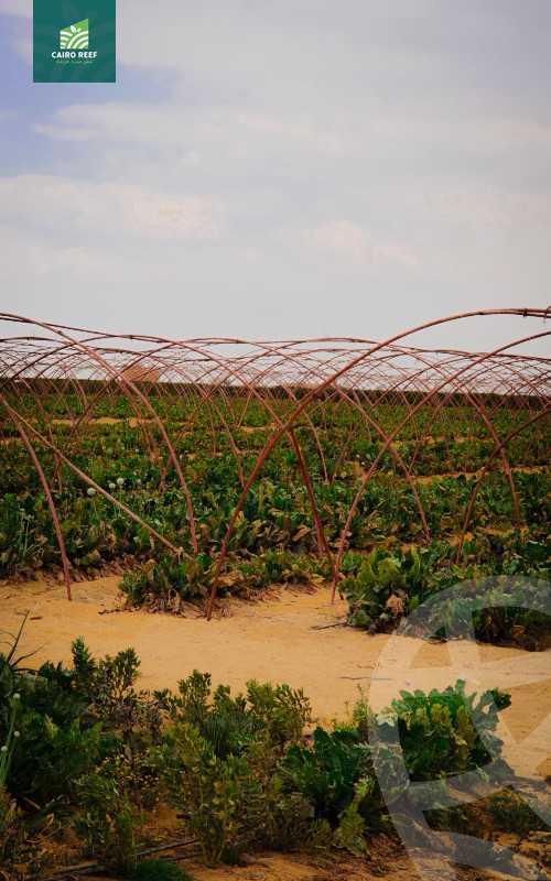 https://aqarmap.com.eg/en/listing/5512251-for-sale-el-fayoum-tamiya-el-mazatatly