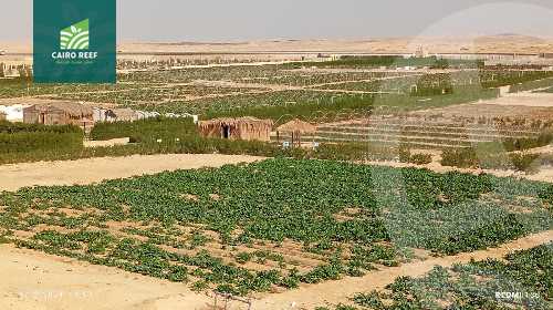 https://aqarmap.com.eg/en/listing/6008202-for-sale-el-fayoum-tamiya-el-mazatatly