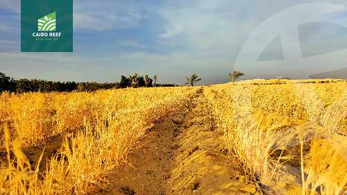 https://aqarmap.com.eg/en/listing/6023573-for-sale-el-fayoum-tamiya-el-mazatatly